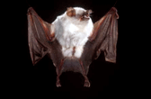 morcegos2